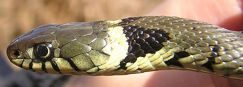 The European grass snake showing its distinctive collar. Photo courtesy wolf 359, www.flickr.com.